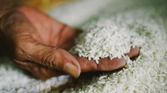 तांदूळ