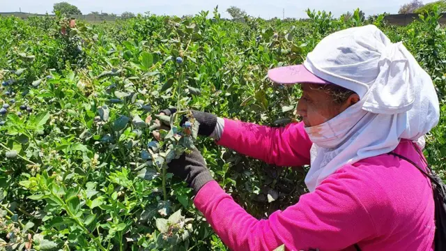 Peru, 2022'de 1,3 milyar dolardan fazla değerinde yaban mersini ihraç etti