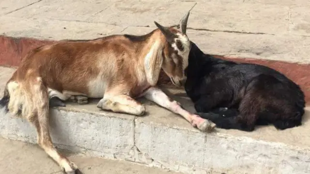 ஆடு, மாடுகளை குறிவைத்து கடிக்கும் தெருநாய்கள் – அரசிடம் கொந்தளிக்கும் கால்நடை விவசாயிகள்