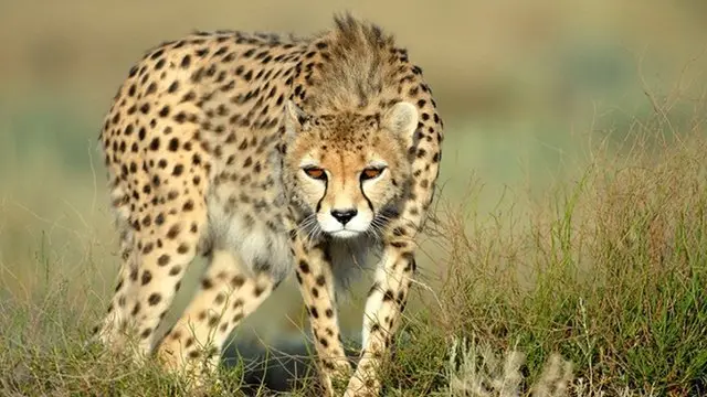 عکسی از هومن جوکار، یوزآسیایی، بخشی از نمایشگاه عکس ادینبورگ