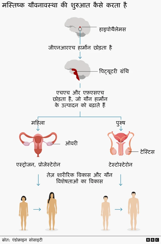 इंफोग्राफिक दर्शाता है कि मस्तिष्क किस प्रकार यौवनारंभ को प्रेरित करता है, जिससे यौन हार्मोन का उत्पादन बढ़ता है और यौन विशेषताओं का विकास होता है.