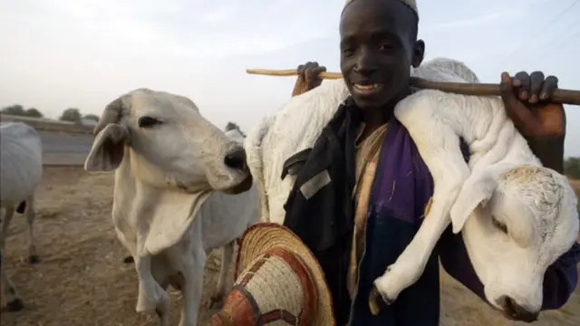Fulani darandaran kan to gbe ọmọ maalu sọrun