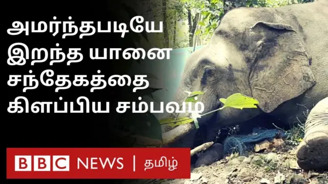 காயங்கள் எதுவும் இல்லை, வனப்பகுதியில் இறந்து கிடந்த யானை; விசாரணை நடத்திவரும் வனத்துறை
