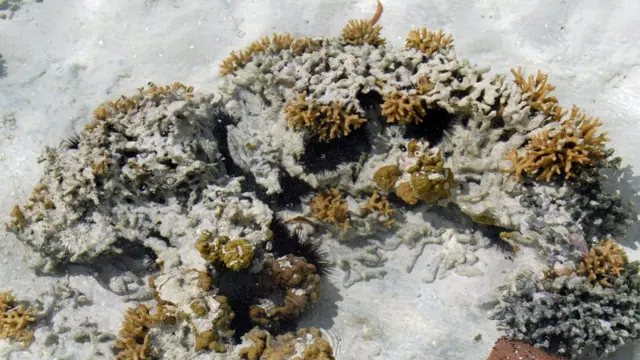 أجزاء من شعاب مرجانية تعرضت للإبيضاض