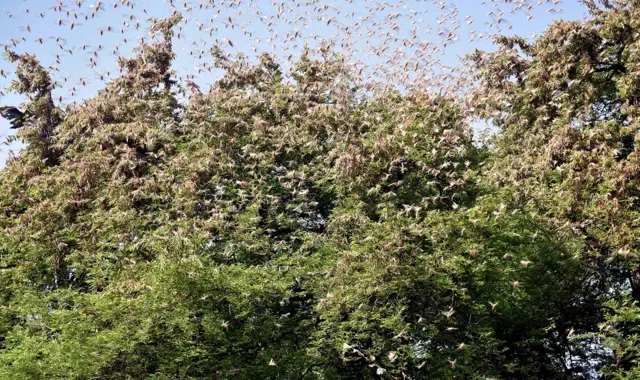 टिड्डियों का हमला