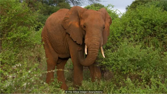 Elefante africano