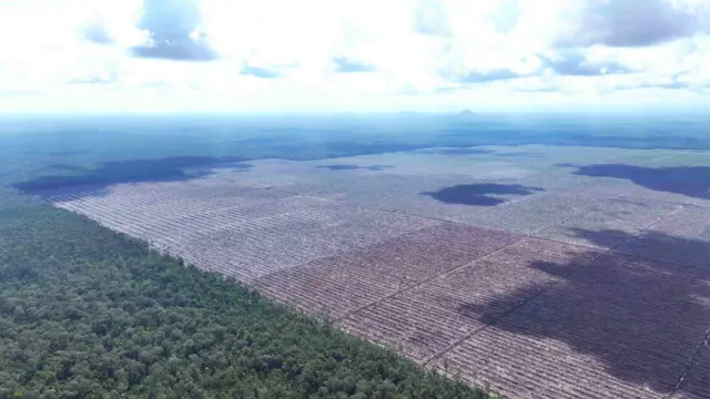 Deforestasi akibat pembangunan kebun sawit di Putussibau, Kapuas Hulu, Kalimantan Barat.