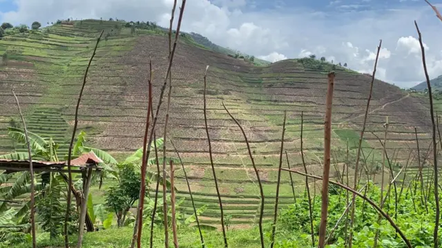 Imisozi y'i Gicumbi myinshi ubu yateweho ibiti inakatwaho amaterasi