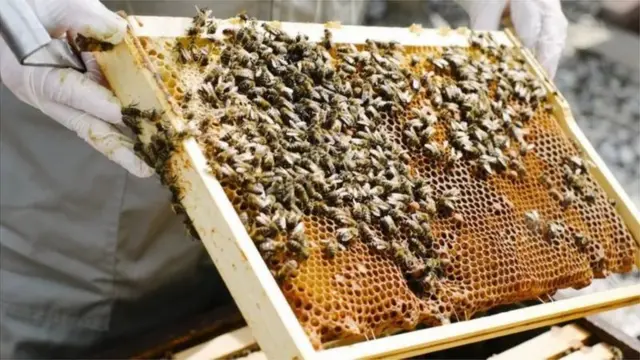 తేనెటీగల పెంపకం