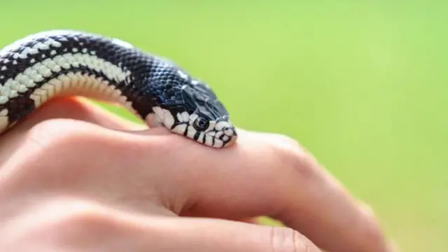 विषारी सापाद्वारे पित्याची हत्या