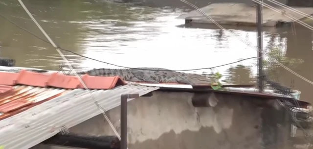 मगरमच्छ