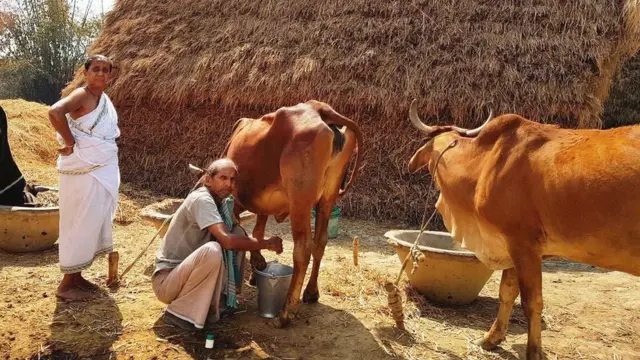 पश्चिम बंगाल दूध डेयरी