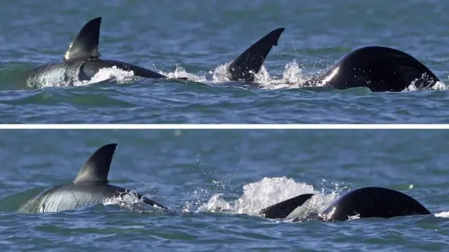 A orca solitária (vista à direita na imagem) 'despedaçou' o tubarãozebet shopmenoszebet shopdois minutos.