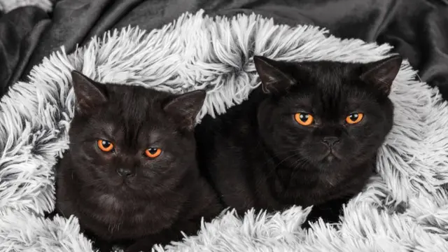 two black cats on a rug