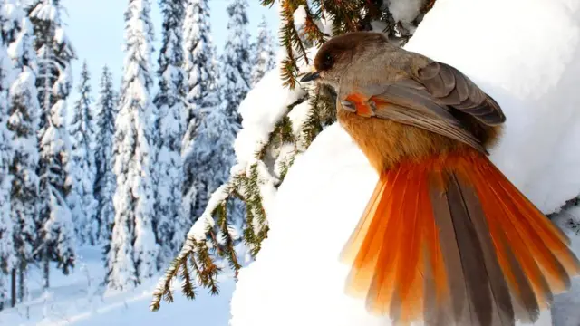 Кукши (Perisoreus infaustus) предупреждают друг друга об опасности