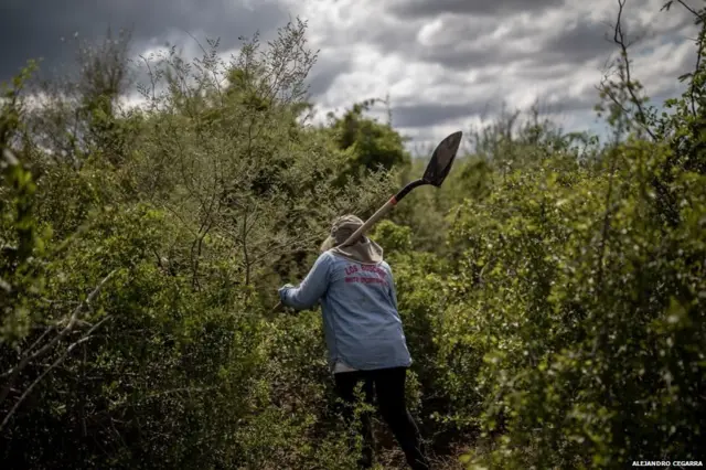 मरियम रेयेस