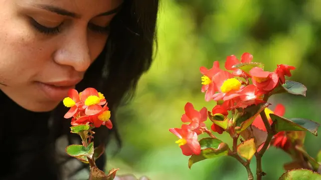 과학자들 사이에서 여전히 꽃식물은 미스터리로 남았다