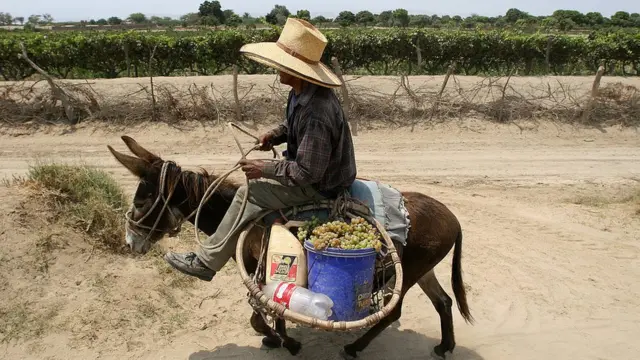 Obrero sobre un burro.