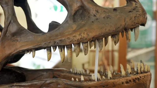 केंब्रिजमधील सेडग्विक म्युझियम ऑफ अर्थ सायन्समधील डायनासोरची कवठी