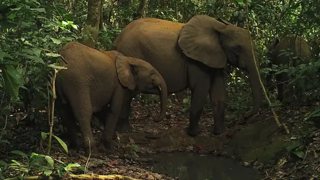 Gajah Afrika