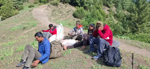 यार्सागुम्बा सङ्कलकहरू