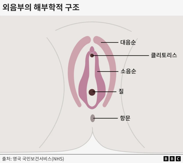 외음부의 해부학적 구조