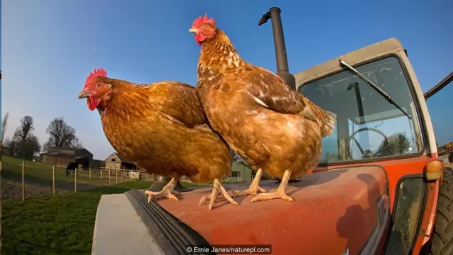 Chicken