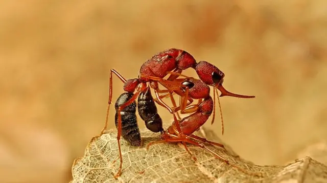 прыгающий муравей-рабочий убивает свою королеву