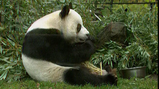 Panda Bao Bao