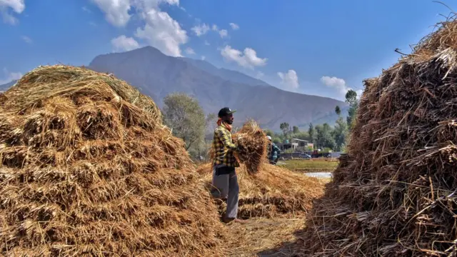 دھان کی فصل