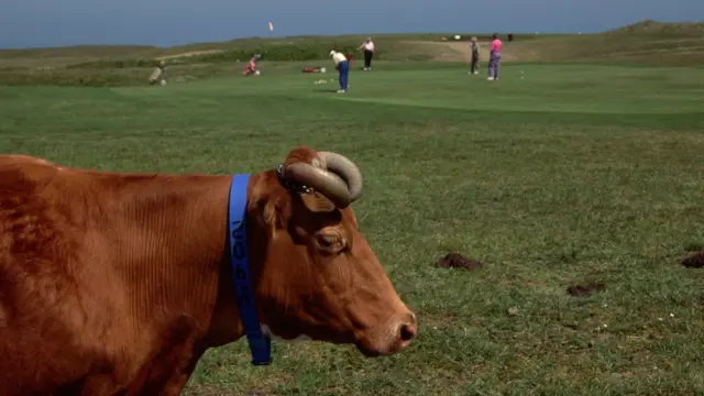 Корова Гернзейской породы