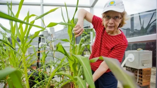 முனைவர் பைபர்னோ
