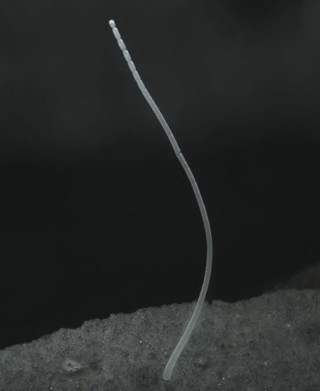 బ్యాక్టీరియా