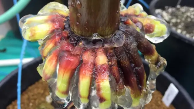 Raíces aéreas del maíz mixe.