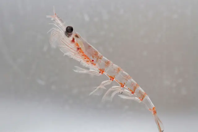 Krill