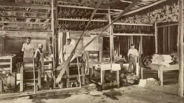 Pemrosesan karet di perkebunan di Malaysia