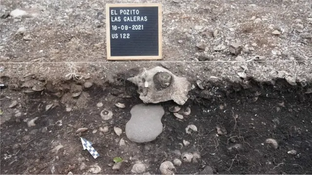 Les haches papillons étaient probablement utilisées pour abattre les arbres afin de fabriquer des canoës et des avirons.