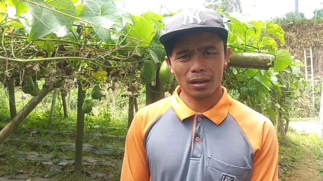 Priyono, seorang petani sayur asal Dusun Tejosari, Desa Tejosari, Kecamatan Ngablak Kabupaten Ngablak, saat mengecek tanaman labu siam yang sebentar lagi akan ia panen pada 23 Juli 2024.