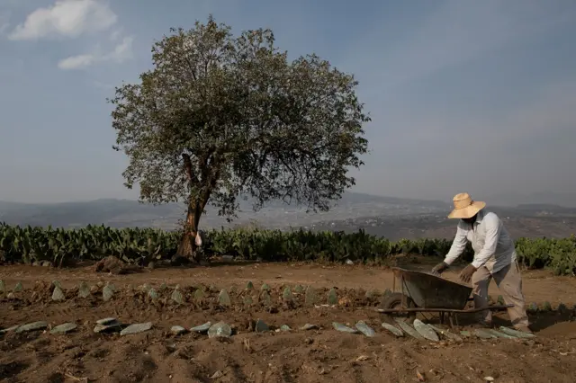 नोपल कैक्टस