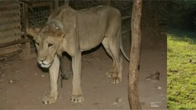 ዶሎ ወደ እንስሳኮቴ ጣቢያ ከመምጣቱ በፊት