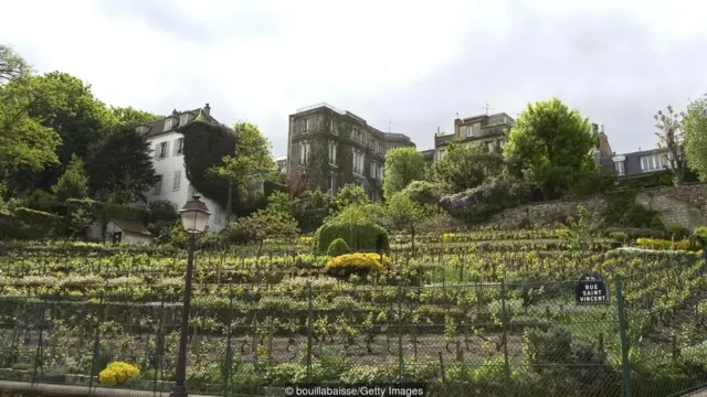 Kebun anggur di Paris