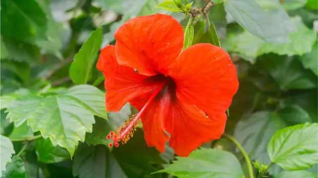 Lyubertsidagi uyda fohisha