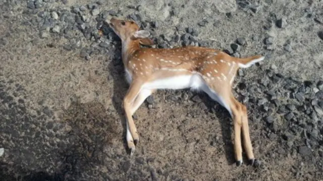 ගම් වදින වන සතුන් මරා දමන්නන්ට එරෙහිව දැඩි පියවර