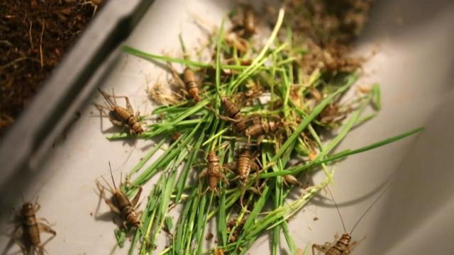 Grilosbet mais 365 como funcionafazendabet mais 365 como funcionainsetos