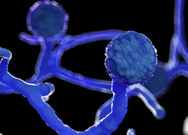 කළු දිලීර