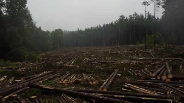 જર્મનીનાં જંગલોમાં ક્લાઇમેટ ચેન્જની માઠી અસરો જોવા મળી રહી છે