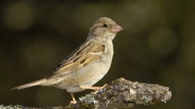 عصفور المنزل الدُّوري