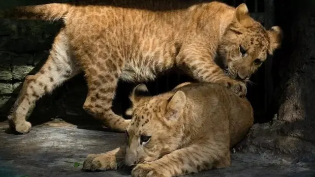 இயற்கையாக அல்லது மனித உதவியுடன், கலப்பினங்கள் இருப்பது உண்மைதான். இவை இரண்டு லிடிகோன்கள், சிங்கம் மற்றும் டிகோனின் கலப்பினங்கள். டிகோன் என்பது புலிக்கும் சிங்கத்திற்கும் இடையிலான கலப்பு.