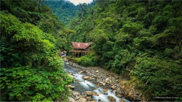 అంతరించిపోతున్న సించోనా మొక్క ఎక్కువగా కనిపించే ప్రాంతాలలో పెరూలోని మను నేషనల్ పార్క్ ఒకటి