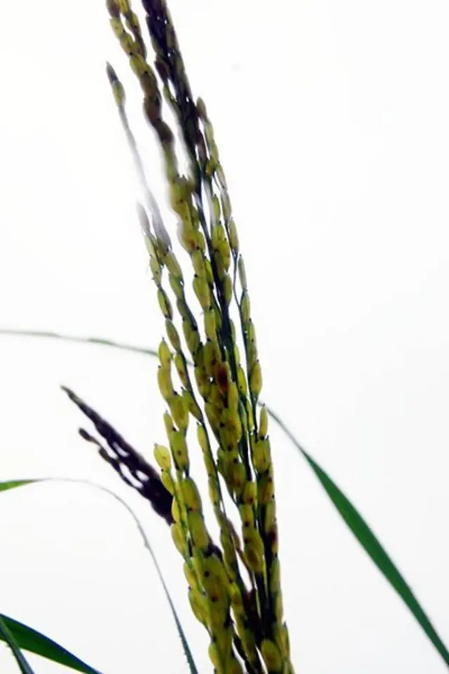 காட்டுயானம்